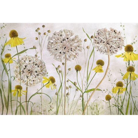 Alliums and heleniums White Modern Wood Framed Art Print by Disher, Mandy