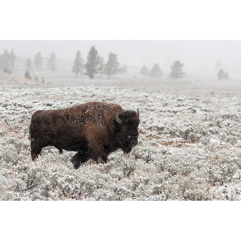 Late Fall Yellowstone Black Modern Wood Framed Art Print with Double Matting by Forns, Alfred