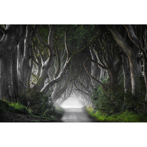 DARK HEDGES Gold Ornate Wood Framed Art Print with Double Matting by Molteni, Nicola