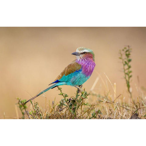 Gods gift to the sky Black Modern Wood Framed Art Print by C. Sink, Jeffrey