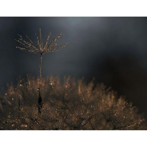 Standing toward the light Black Modern Wood Framed Art Print by Dufour, Thierry