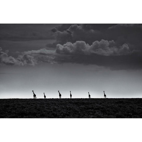 6 Giraffes White Modern Wood Framed Art Print by Metro, Greg