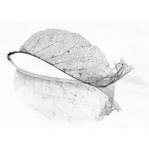 The old leaf White Modern Wood Framed Art Print by Holmstrom, Katarina