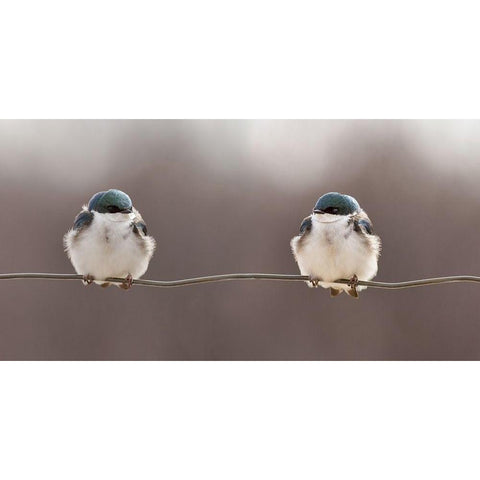 Birds on a wire Black Modern Wood Framed Art Print with Double Matting by Gagnon, Lucie