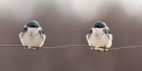 Birds on a wire White Modern Wood Framed Art Print with Double Matting by Gagnon, Lucie