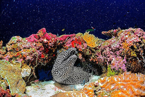 Under the Star White Modern Wood Framed Art Print with Double Matting by Marchegiani, Roberto