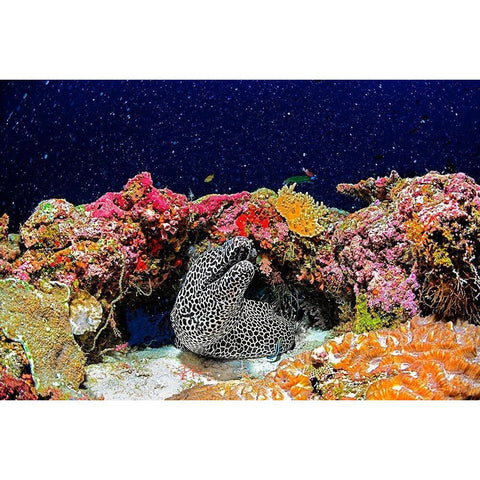 Under the Star Black Modern Wood Framed Art Print by Marchegiani, Roberto