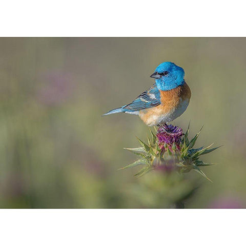 Blowin in the wind Black Modern Wood Framed Art Print with Double Matting by Barsh, Greg