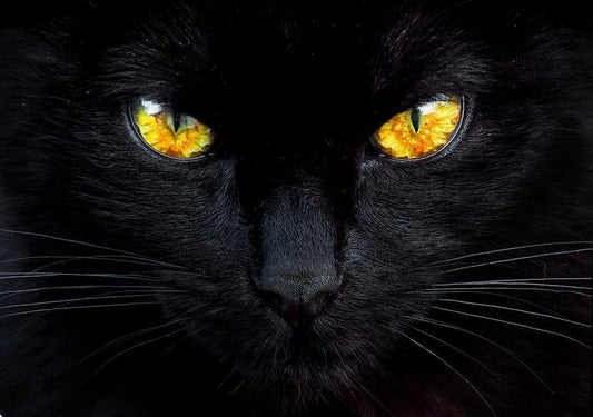 Image Only