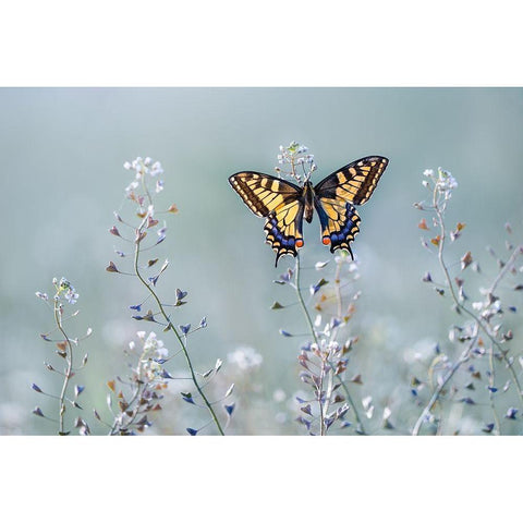 Swallowtail beauty Black Modern Wood Framed Art Print by Sabol, Petar