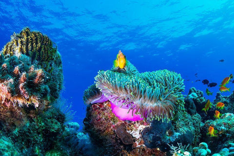 Sea life Black Ornate Wood Framed Art Print with Double Matting by Marchegiani, Roberto