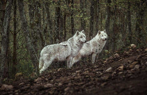 Meeting with white Wolves White Modern Wood Framed Art Print with Double Matting by Siri, Ronan
