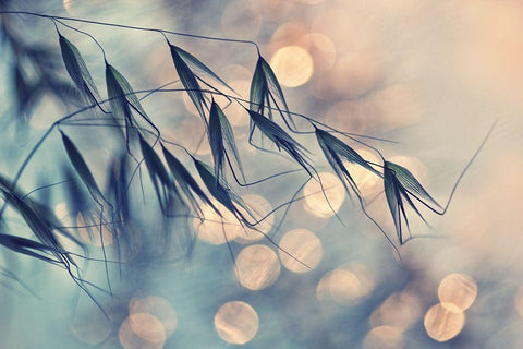 Ltltlt Black Ornate Wood Framed Art Print with Double Matting by Lazarov, Dimitar