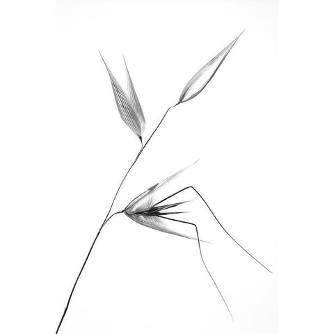 beauty of a weed Gold Ornate Wood Framed Art Print with Double Matting by Lagandre, Thierry