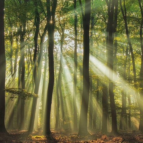 Sunny start to the day White Modern Wood Framed Art Print with Double Matting by Haaksma, Piet