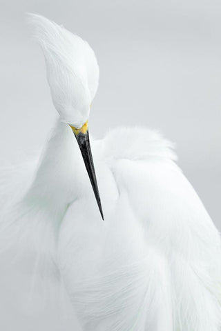 White beauty White Modern Wood Framed Art Print with Double Matting by Kralik, Rostislav