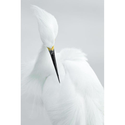 White beauty Black Modern Wood Framed Art Print by Kralik, Rostislav