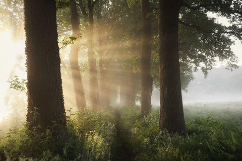 First day of summer White Modern Wood Framed Art Print with Double Matting by Croce, Vincent