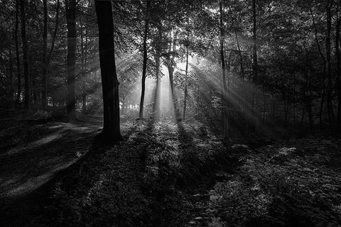 A Sunny Morning White Modern Wood Framed Art Print with Double Matting by Londal, Leif