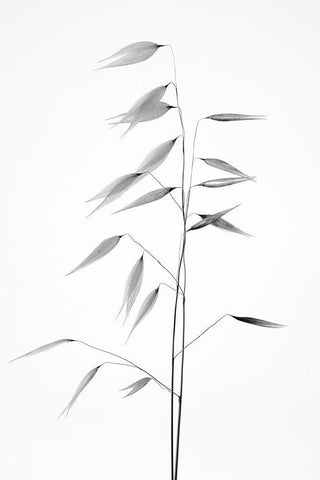 Sharpness of the nature White Modern Wood Framed Art Print with Double Matting by Lagandre, Thierry