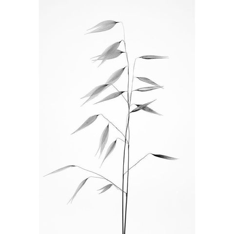 Sharpness of the nature Black Modern Wood Framed Art Print by Lagandre, Thierry