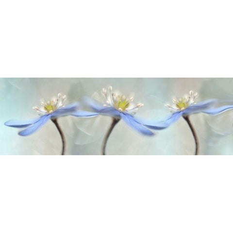 Dancing anemones Black Modern Wood Framed Art Print with Double Matting by Westum, Heidi