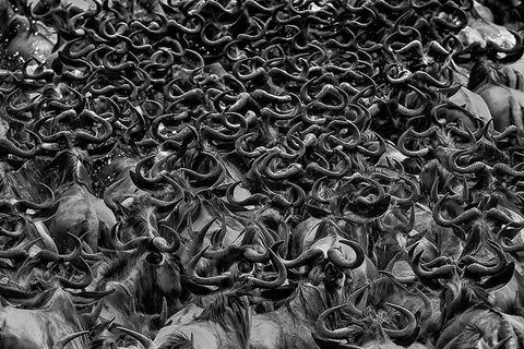 Wildebeest in Crossing White Modern Wood Framed Art Print with Double Matting by Zuo, Jun