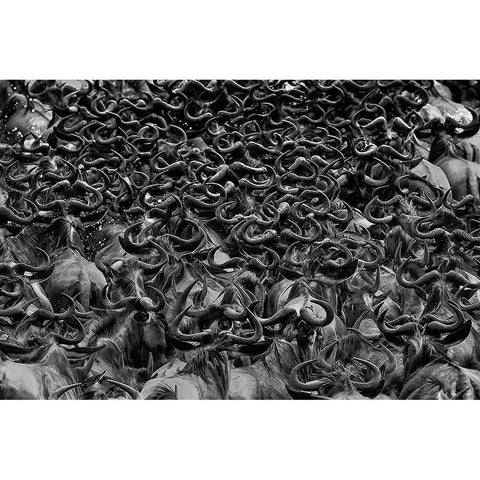 Wildebeest in Crossing White Modern Wood Framed Art Print by Zuo, Jun