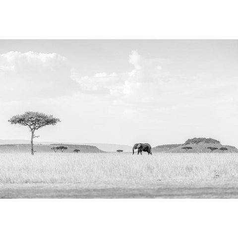 HIGH KEY SAVANNAH Gold Ornate Wood Framed Art Print with Double Matting by Marx, Jaco