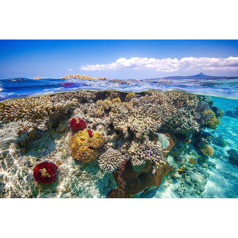 Mayotte : The Reef White Modern Wood Framed Art Print by Gabriel, Barathieu