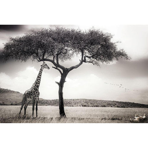 under the African sun Gold Ornate Wood Framed Art Print with Double Matting by Flour, Piet