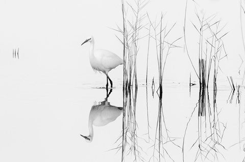 white White Modern Wood Framed Art Print with Double Matting by Planinski, Zhecho