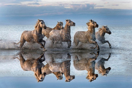 Image Only
