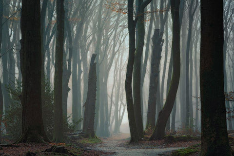 Follow Your Own Way Black Ornate Wood Framed Art Print with Double Matting by Borggreve, Ellen