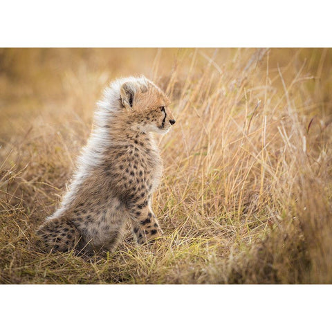 Watching You Mom White Modern Wood Framed Art Print by Alnomas, Faisal