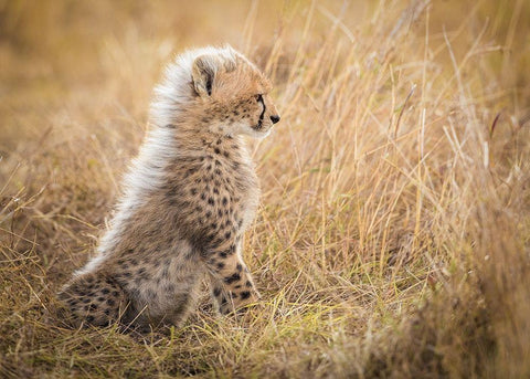 Watching You Mom Black Ornate Wood Framed Art Print with Double Matting by Alnomas, Faisal