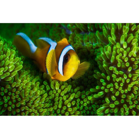 Yellow clownfish on green anemon White Modern Wood Framed Art Print by Gabriel, Barathieu