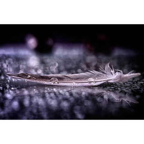 Feather and Drop II Black Modern Wood Framed Art Print with Double Matting by Fabiano, Alessandro