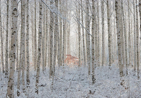 white Black Ornate Wood Framed Art Print with Double Matting by Hee Han, Dong