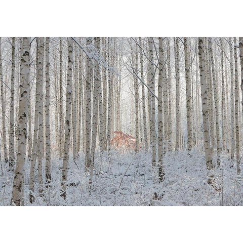 white Black Modern Wood Framed Art Print by Hee Han, Dong