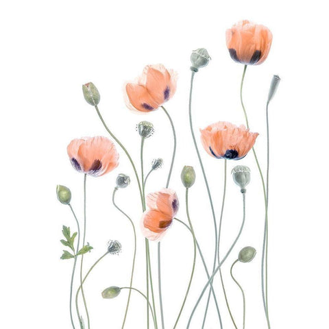 Poppies White Modern Wood Framed Art Print by Disher, Mandy