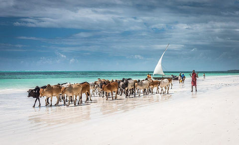 Masai cattle on Zanzibar beach White Modern Wood Framed Art Print with Double Matting by C. Sink, Jeffrey