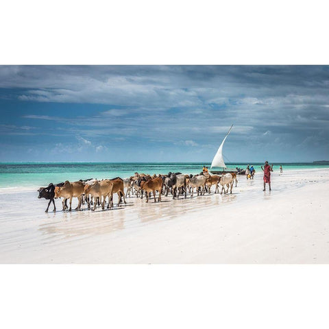 Masai cattle on Zanzibar beach Gold Ornate Wood Framed Art Print with Double Matting by C. Sink, Jeffrey