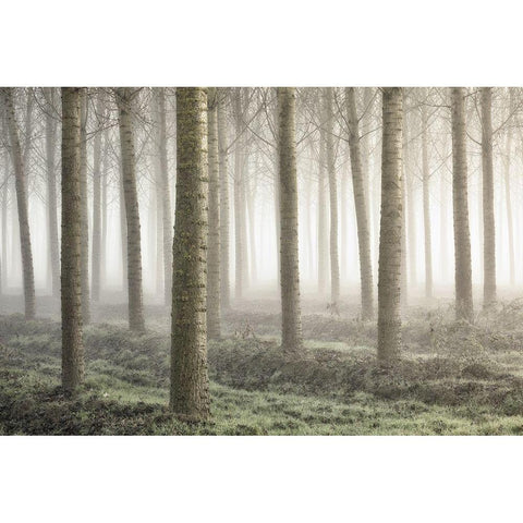 Small woodland White Modern Wood Framed Art Print by Carozzi, Fiorenzo