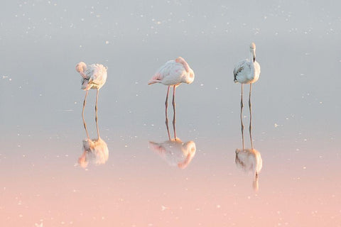 Three flamingos ... Black Ornate Wood Framed Art Print with Double Matting by Rublina, Natalia