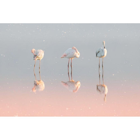 Three flamingos ... Gold Ornate Wood Framed Art Print with Double Matting by Rublina, Natalia