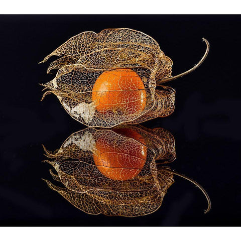 Physalis Gold Ornate Wood Framed Art Print with Double Matting by Grosshanten, Klaus