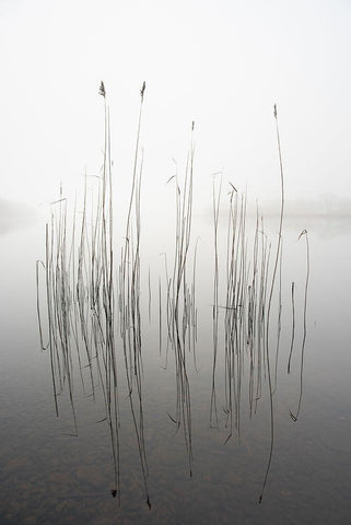 silence Black Ornate Wood Framed Art Print with Double Matting by Ahern, David