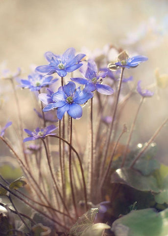 Spring Black Ornate Wood Framed Art Print with Double Matting by Anca, Iacob