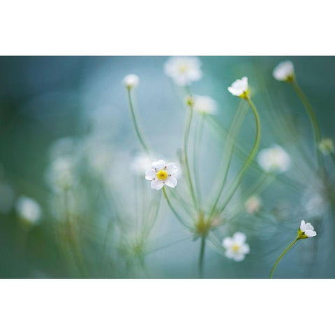 Rock Jasmine Black Modern Wood Framed Art Print by Parker, Jacky